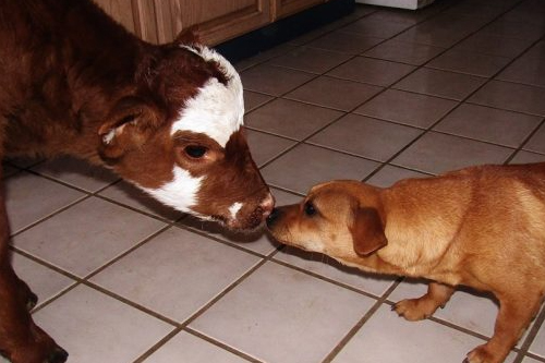 2025年第130期幽默猜测：田园之吻